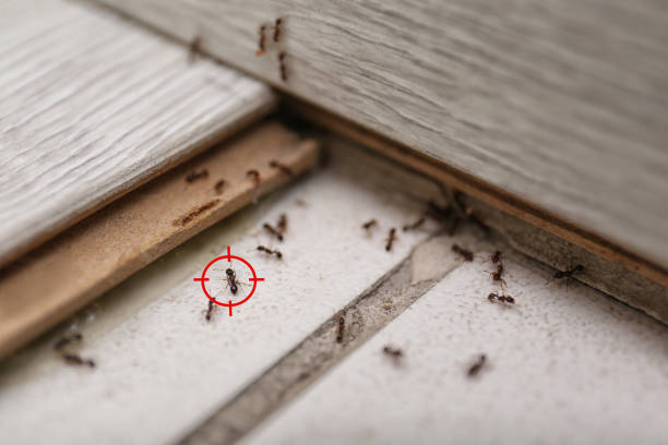 Best Bed Bug Extermination  in South Bradenton, FL