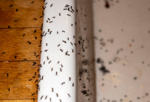 Best Affordable Pest Control Services  in South Bradenton, FL