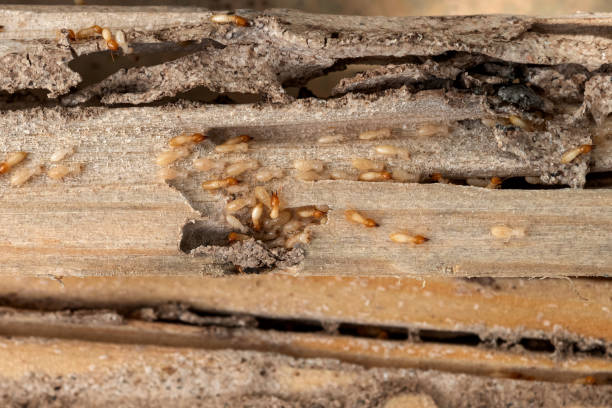 Best Pest Prevention Services  in South Bradenton, FL