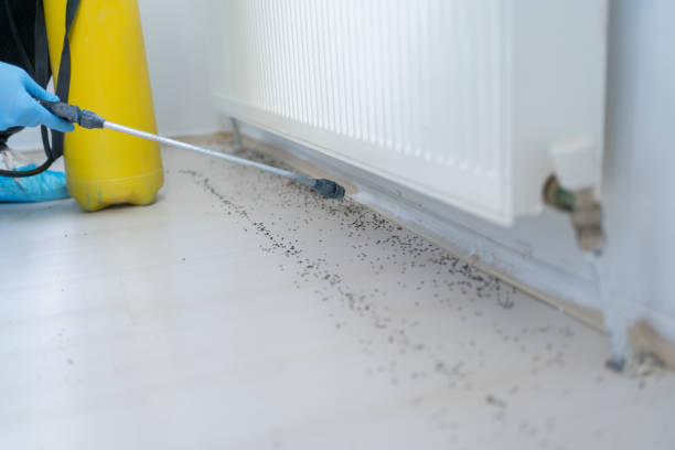 Best Pest Control Near Me in South Bradenton, FL
